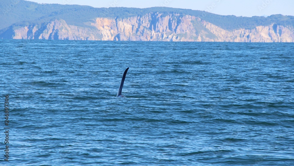 Obraz premium The dorsal fin of a killer whale is visible above the waters of the Pacific Ocean near the Kamchatka Peninsula, Russia. Orca is a toothed whale belonging to the oceanic dolphin family.