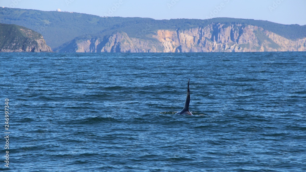 The dorsal fin of a killer whale is visible above the waters of the Pacific Ocean near the Kamchatka Peninsula, Russia. Orca  is a toothed whale belonging to the oceanic dolphin family.