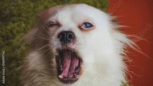 Funny dog breed Spitz yawns. Crazy dog