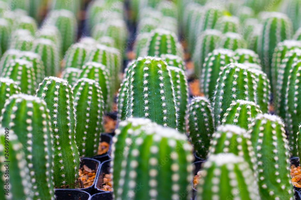 Echinopsis subdenudata cactus plant on background. Echinopsis cactus. Echinopsis subdenudata cactus plant on background. Echinopsis cactus.