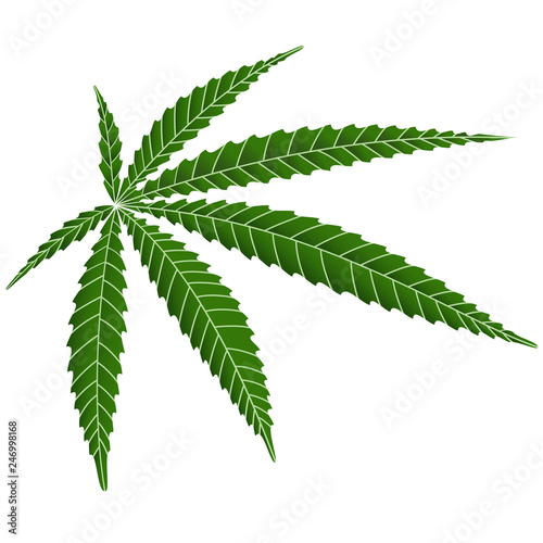 Marijuana or cannabis leaves ,vector