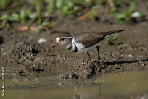 Three banded plover.Charadrius tricollaris, Kruger National Park, South Africa.