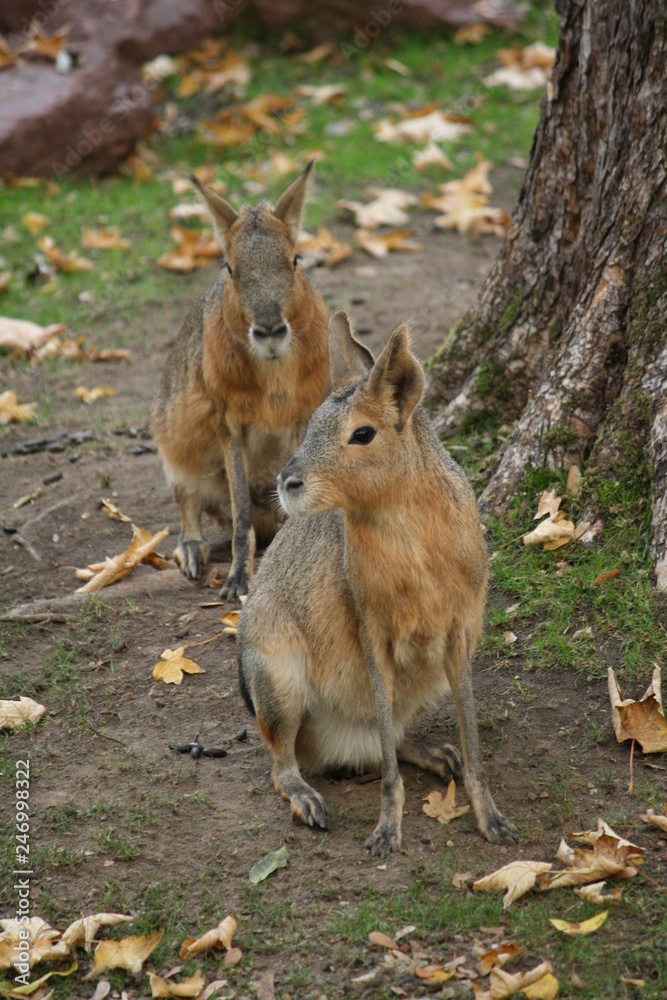 Fototapeta premium Pampashasen zu zweit