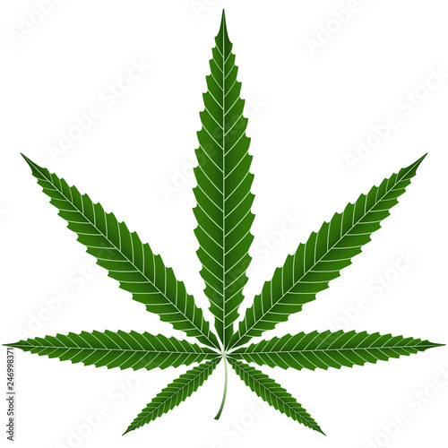 Marijuana or cannabis leaves ,vector
