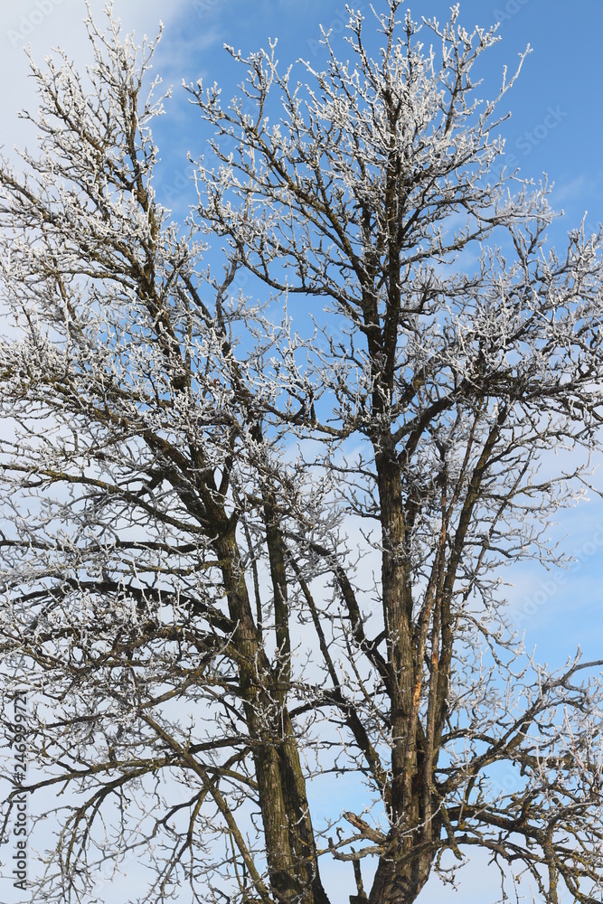 frostened trees frostened trees