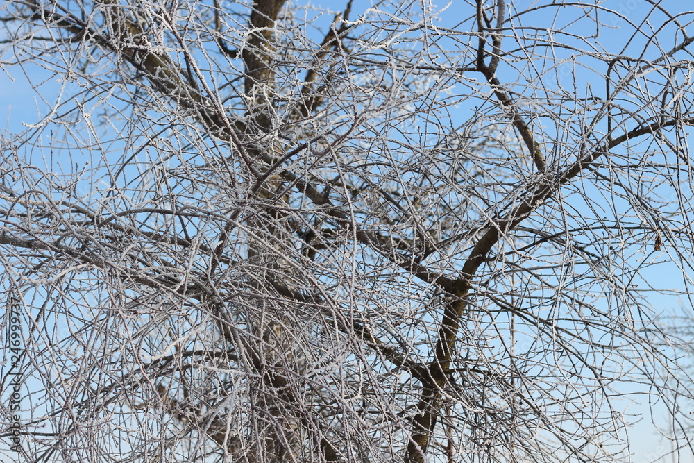 frostened trees frostened trees