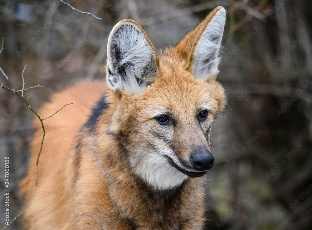 Fototapeta premium Maned wolf, Chrysocyon brachyurus, beautiful head