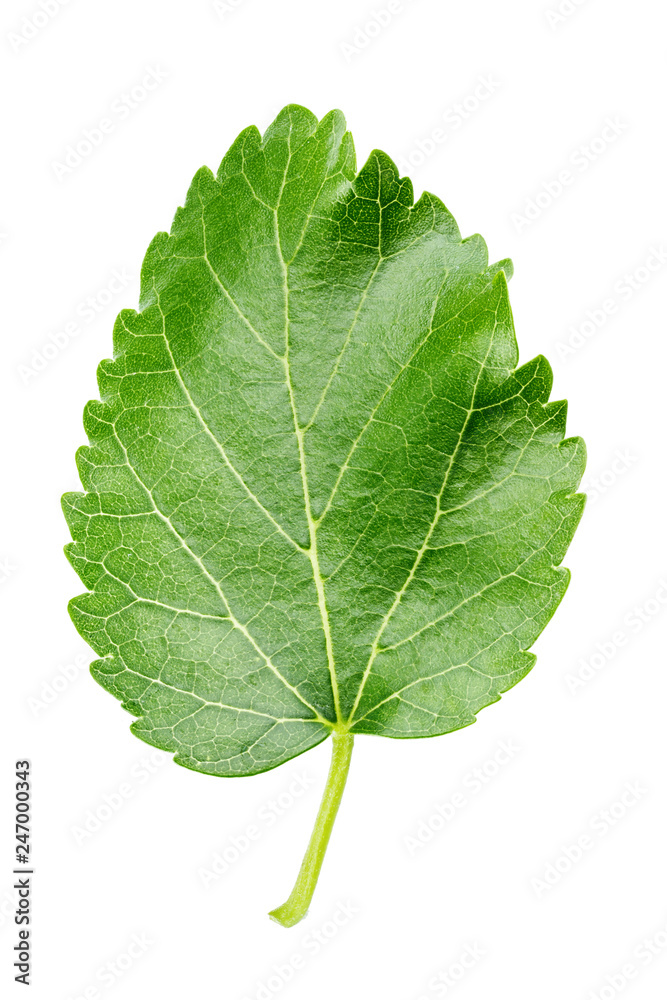 Obraz premium green leaf of mulberry