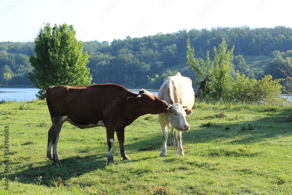 cows in the meadow river cows in the meadow river