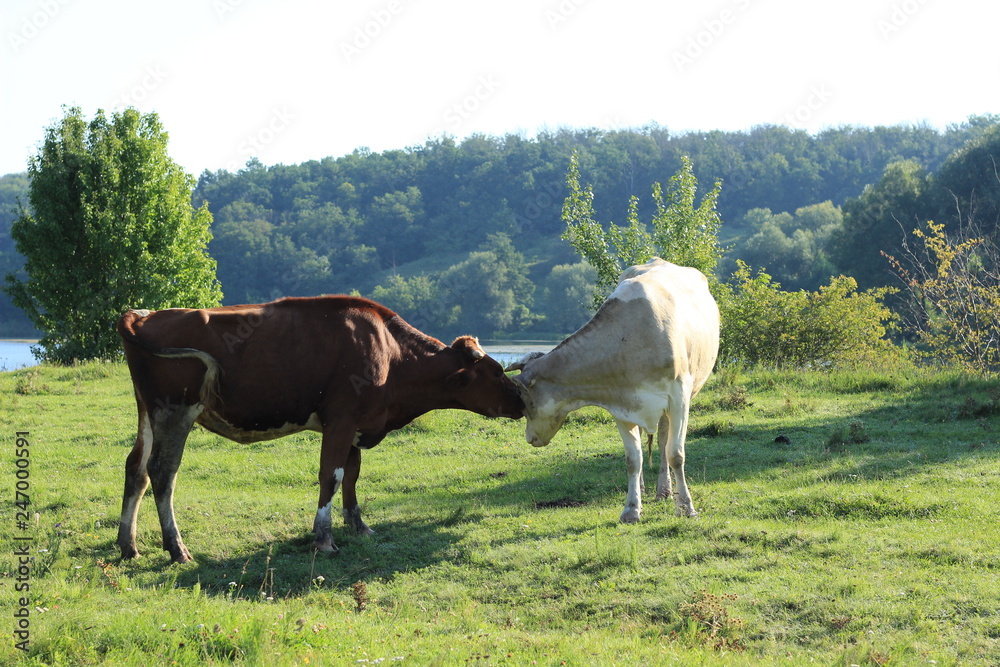 Fototapeta premium cows in the meadow river