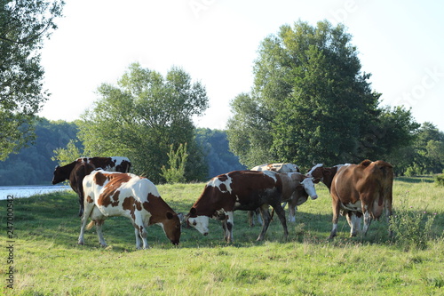 cows in the meadow river