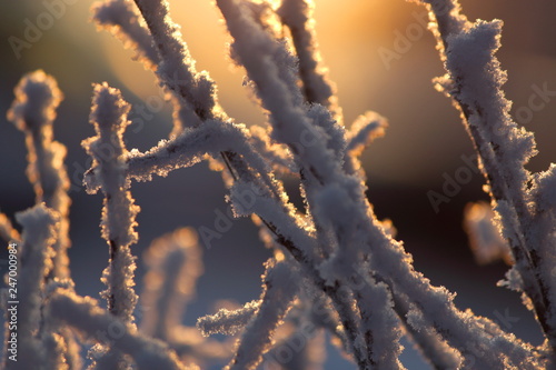 Branches covered by frost in the morning sun, warm light, close-up, selective focus