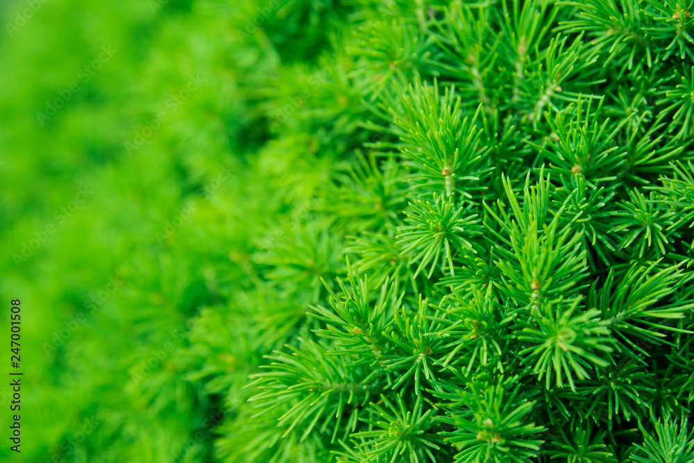 texture of coniferous tree. nature, plant. texture of coniferous tree. nature, plant.