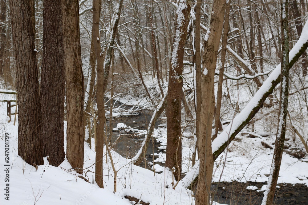 A view of the creek though the branches in the snowy woods. A view of the creek though the branches in the snowy woods.