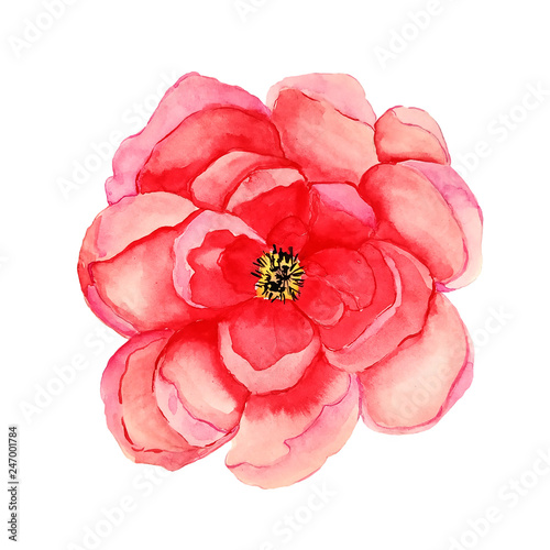 Watercolor pink red flower isolated on white background. Botanical hand painted illustration. © Iryna