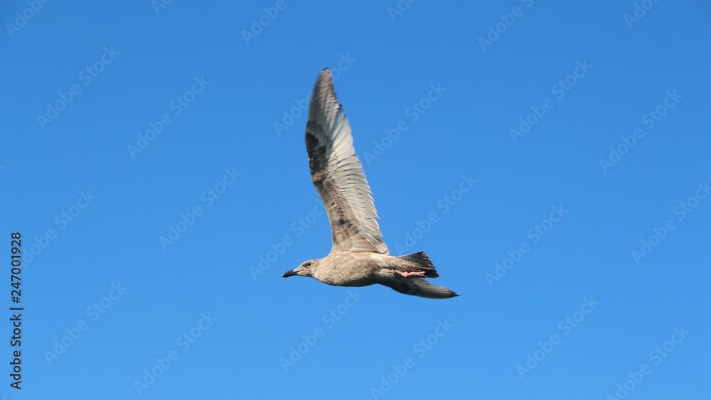 Fototapeta premium A gull in flight. The Vega gull or East Siberian gull (Larus vegae) is a large gull which breeds in North-east Asia.