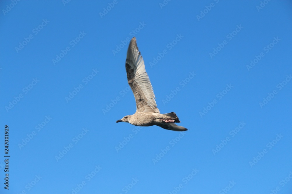 Fototapeta premium A gull in flight. The Vega gull or East Siberian gull (Larus vegae) is a large gull which breeds in North-east Asia.