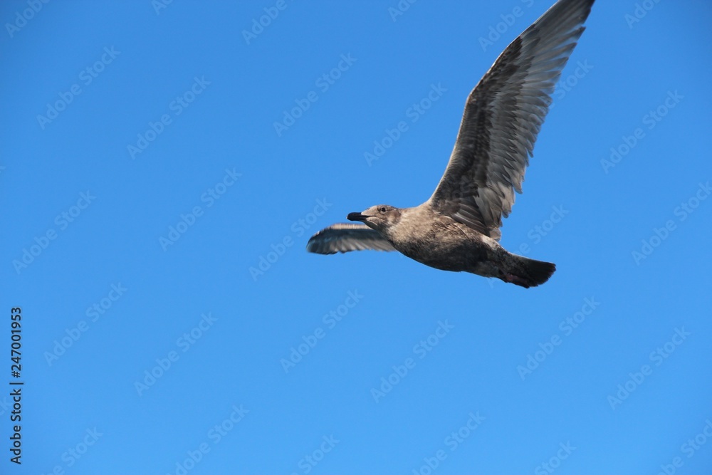 Obraz premium A gull in flight. The Vega gull or East Siberian gull (Larus vegae) is a large gull which breeds in North-east Asia.