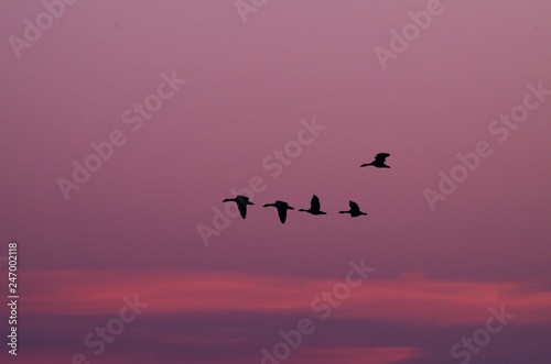 flying birds against the background of the sunrise