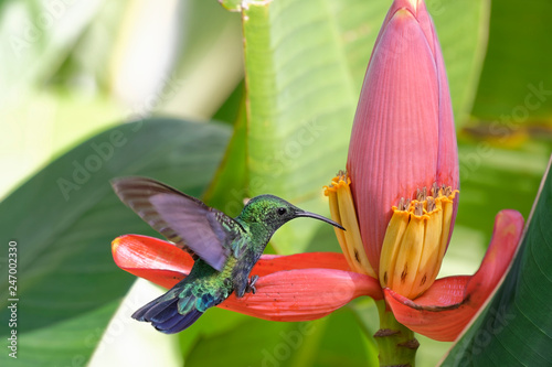 Colibri falle vert