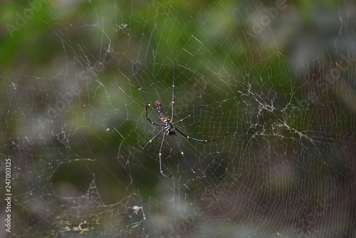 Wallpaper Mural spider on web. Torontodigital.ca