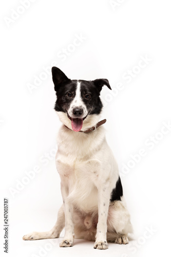 Adorable mixed-breed dog sits at white background