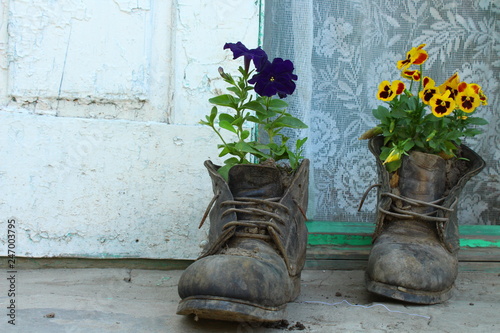old boots with violets photo