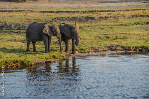 A couple of elephants drinking  Chobe National Park