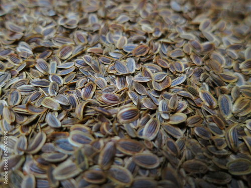 Dill seeds close-up