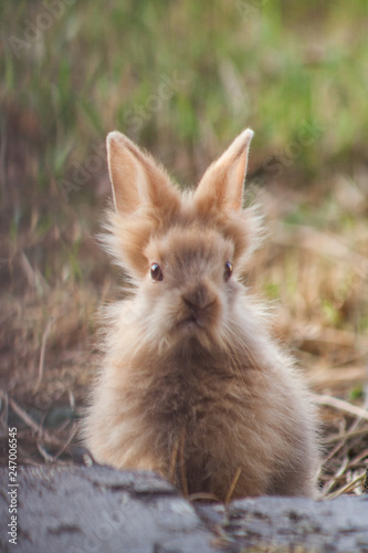 A young miniature rabbit. Close-up of a brown rabbit with big raised ears. A beautiful portrait of a little bunny.