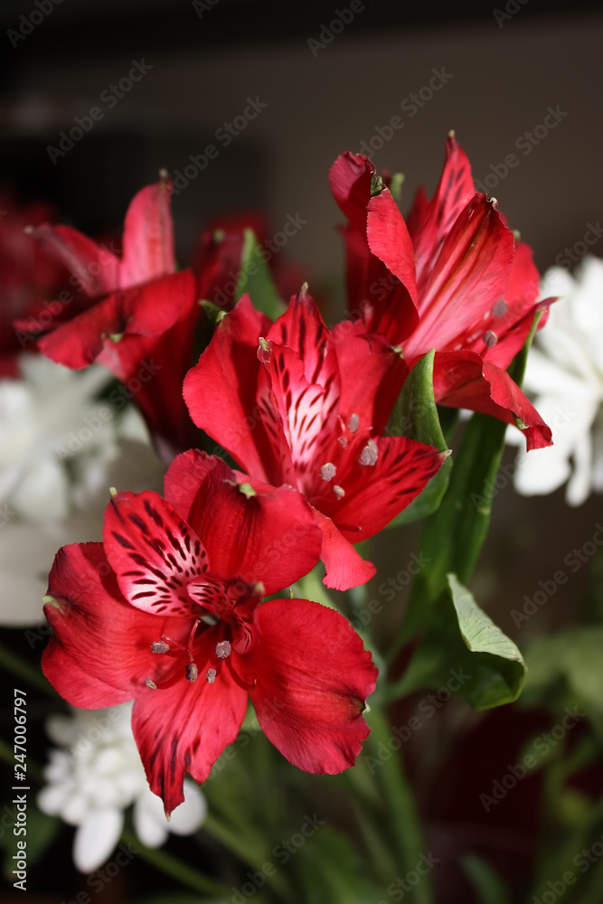 Alstroemeria. A beautiful red flower. Peruvian lily. Alstroemeria. A beautiful red flower. Peruvian lily.