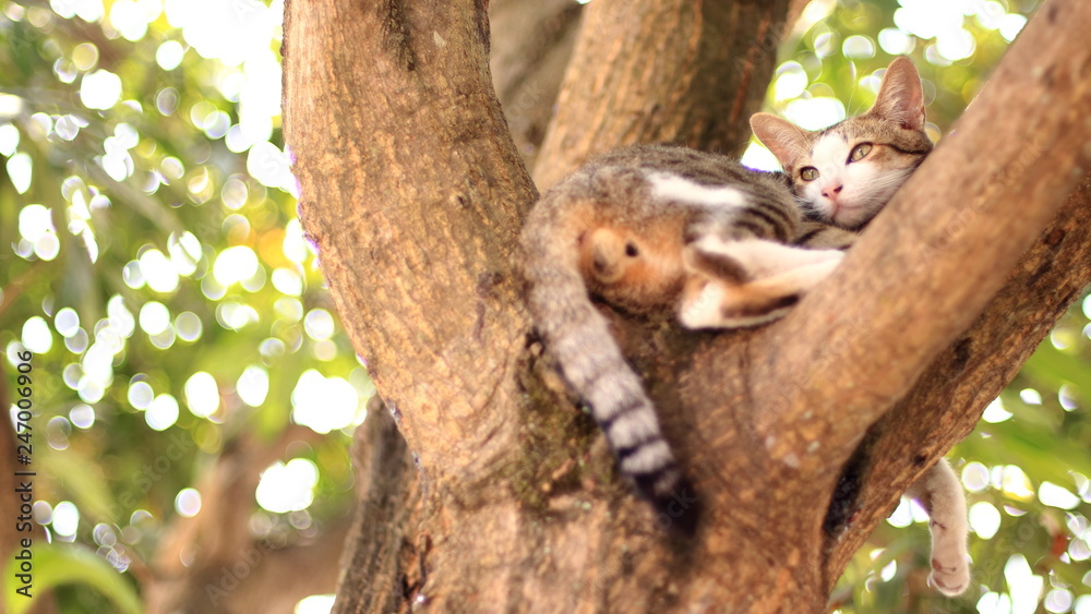 Fototapeta premium The cat is sleeping on the tree.