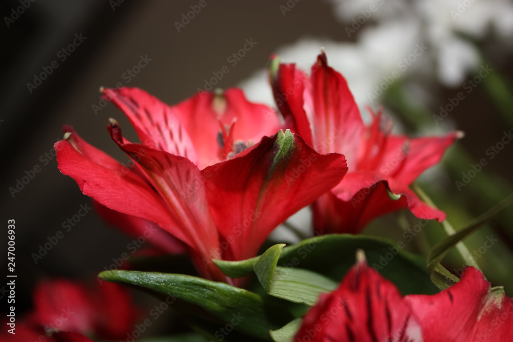 Alstroemeria. A beautiful red flower. Peruvian lily.