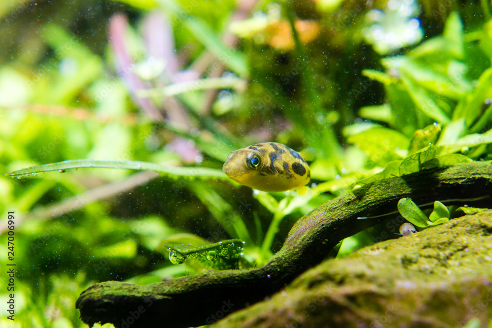 Dwarf Puffer (Carinotetraodon travancoricus) swimming in planted aquarium Dwarf Puffer (Carinotetraodon travancoricus) swimming in planted aquarium