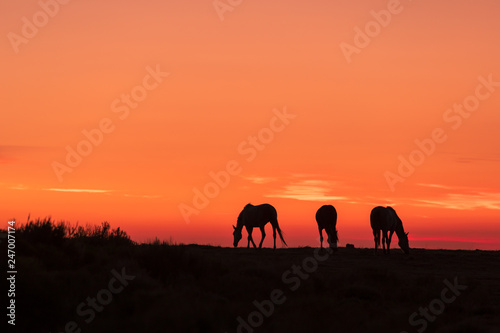 Wild Horses Silhouetted at Sunrise