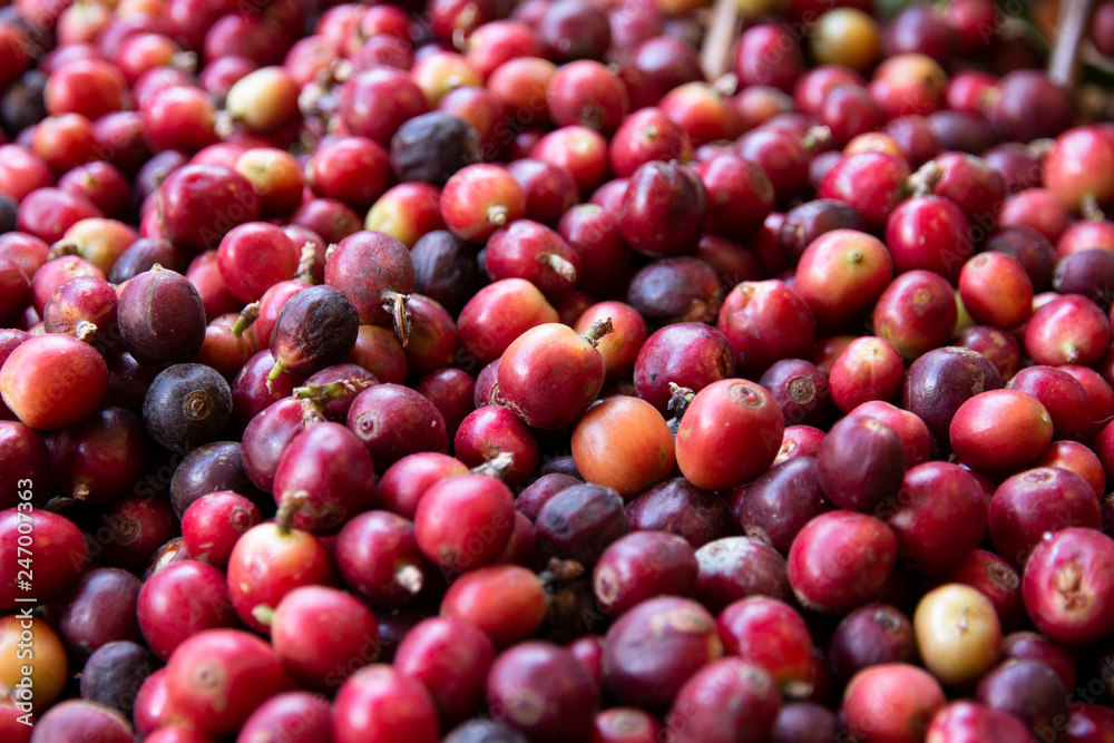 Close-up of fresh coffee beans.