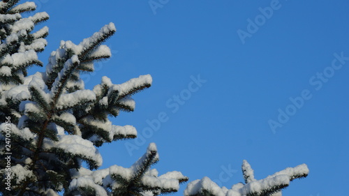 Snow covered pine tree branch against a clear blue sky