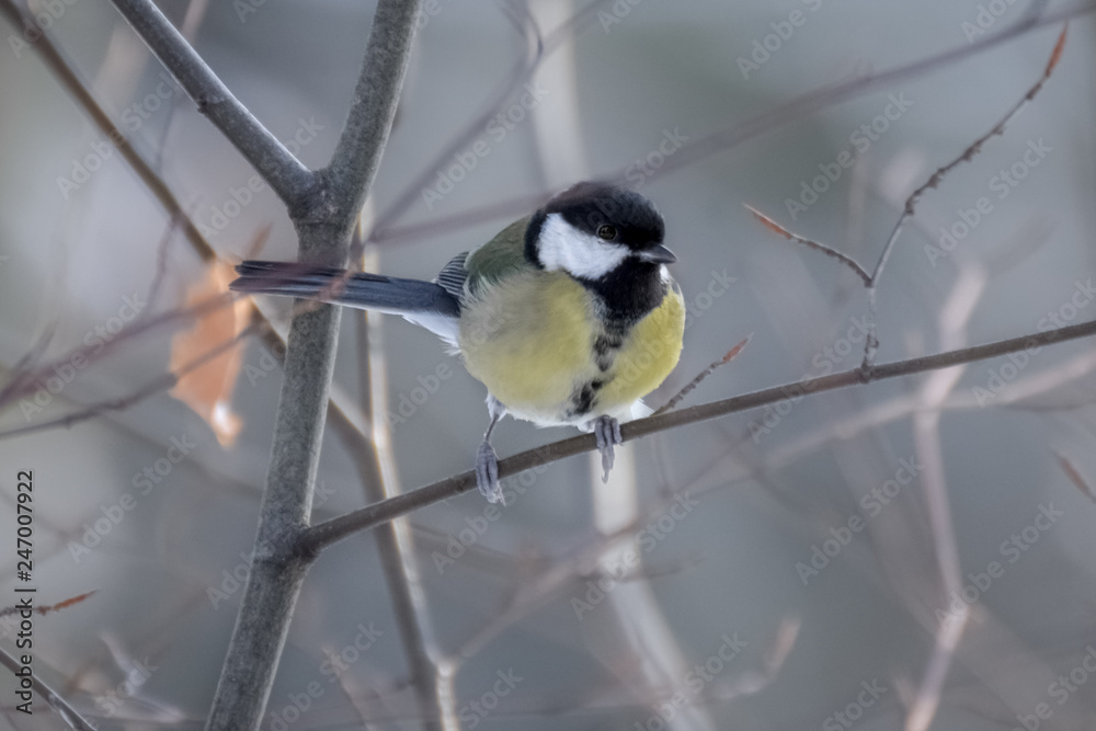 Fototapeta premium Great tit on branch in the snow