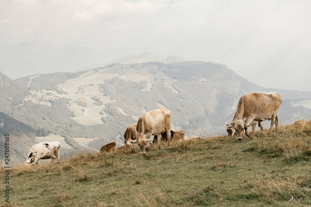 Obraz premium cows in the field of Alps