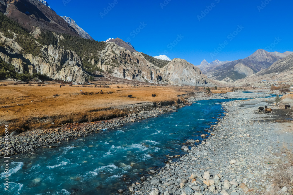yaks-gazing-in-the-manang-valley-annapurna-circuit-trek-himalayas
