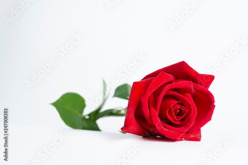 Beautiful red rose  on white background