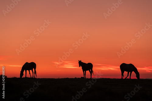 Wild Horses Silhouetted at Sunrise