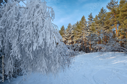 Pine forest on a sunny winter day.