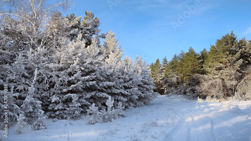 Winter forest on a sunny day.