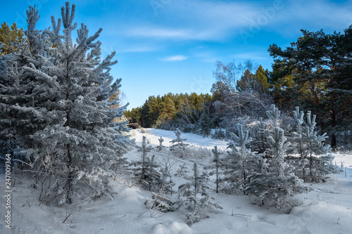 Pine forest covered with snow on a sunny day.