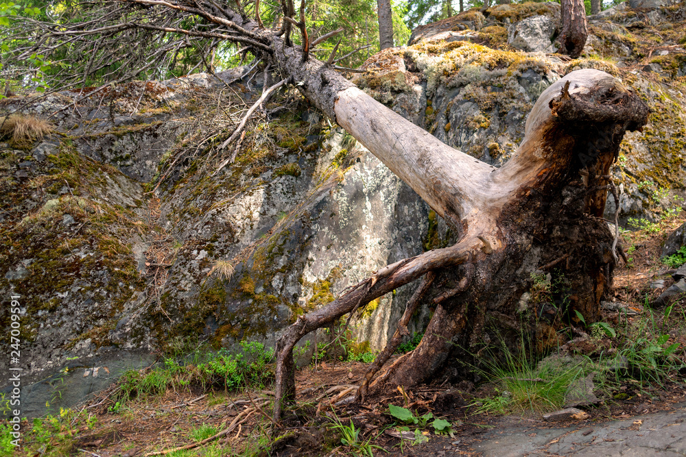 Huge roots of trees in gloomy forest. Huge roots of trees in gloomy forest.