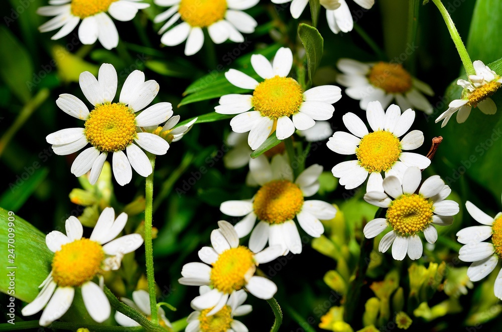 Fototapeta premium Blumen