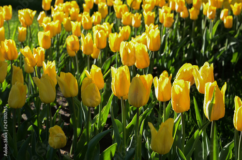 yellow tulips as a gift for mother s day  a large number of tulips on a bed in the park
