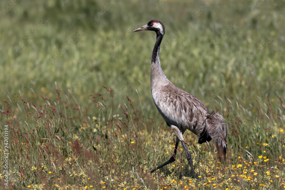 Crane Walking in the Field in Vomb Sweden Crane Walking in the Field in Vomb Sweden