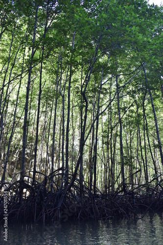 Kayak trip into the mangrove forest in Ao Thalaine in Krabi in Thailand, Asia
